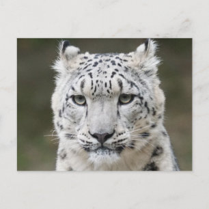 Carte Postale Faune Snow Leopard Closeuse Visage