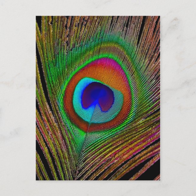 Carte Postale Feather Vibrant Copper (Devant)