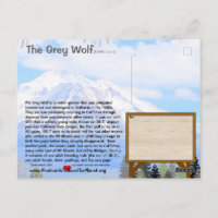 Feb25k-Le loup gris est en danger en Californie