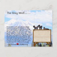 Feb25m-Le loup gris est en danger en Californie