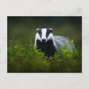 Carte Postale Feisty Badger