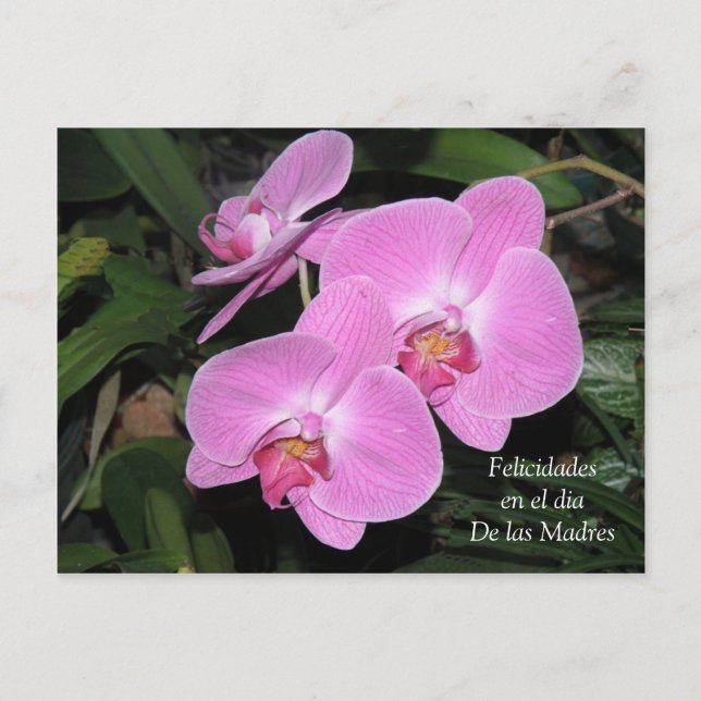 Carte Postale Felicidades dia de las Madres (Devant)