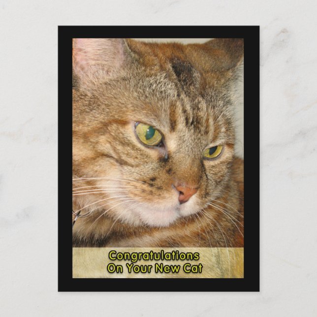 Carte Postale félicitations à votre nouveau chat (Devant)