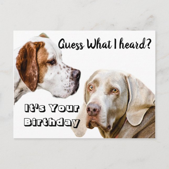 Carte Postale Félicitations d'anniversaire pour chien (Devant)
