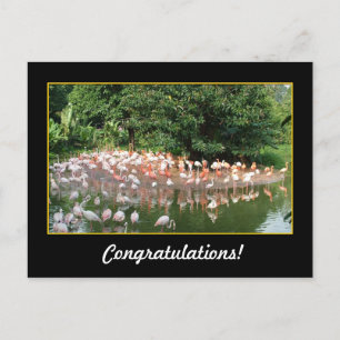 Carte Postale félicitations, flamants roses