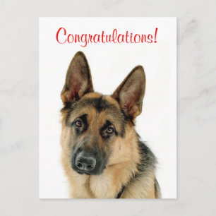 Carte Postale Félicitations German Shepherd Puppy Dog Postcard