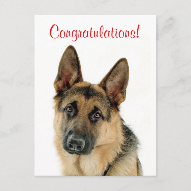 Carte Postale Félicitations German Shepherd Puppy Dog Postcard (Devant)