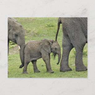 Carte Postale Female African Elephant with Baby