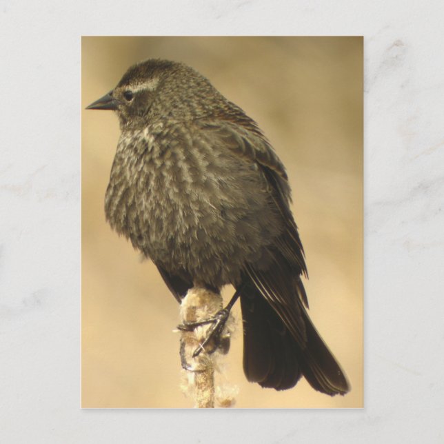 Carte postale femelle Blackbird2 à ailes rouges (Devant)
