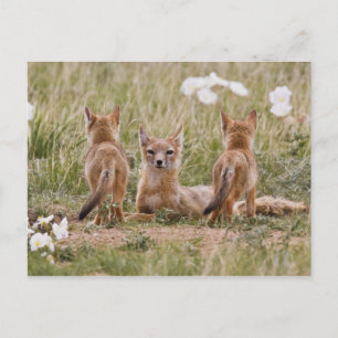 Carte Postale Femelle du renard véloce (Vulpes velox) jeune à