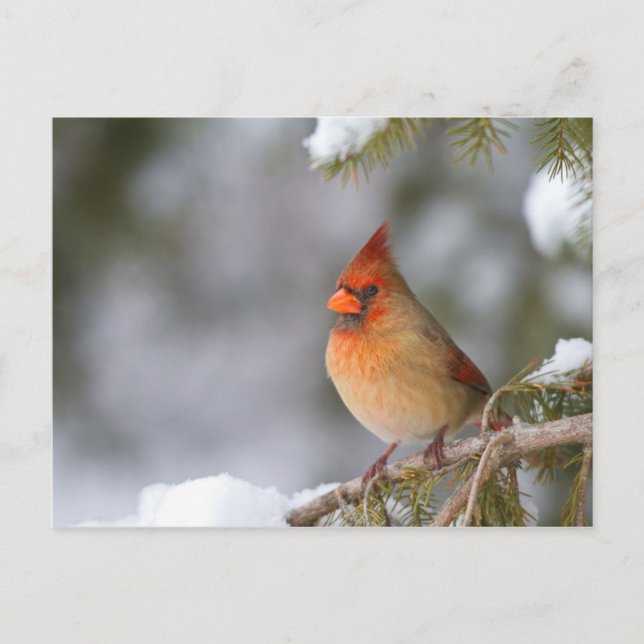 Carte Postale Femme cardinale du Nord dans l'épinette en hiver (Devant)