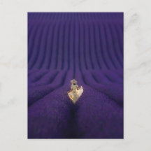 Femme dans un champ de lavande