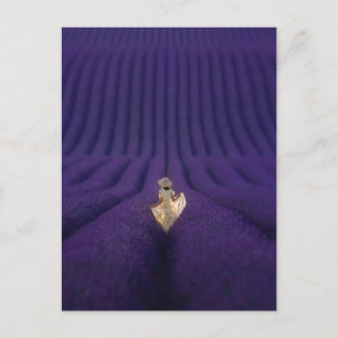 Carte Postale Femme dans un champ de lavande