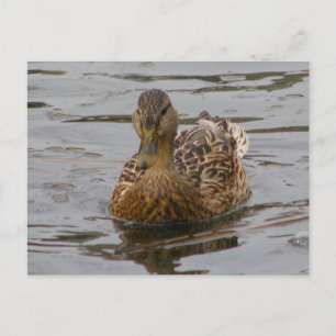Carte Postale Femme Mallard