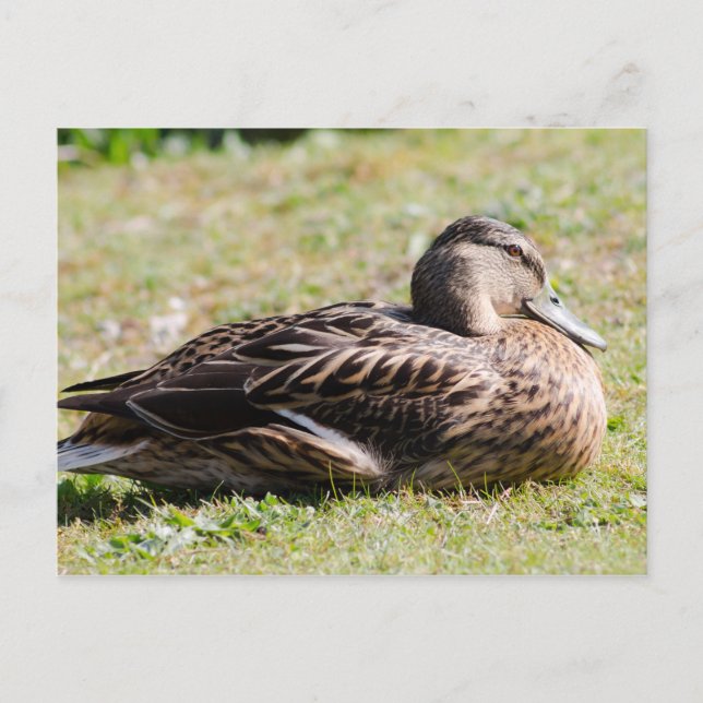 Carte Postale Femme Mallard (Devant)