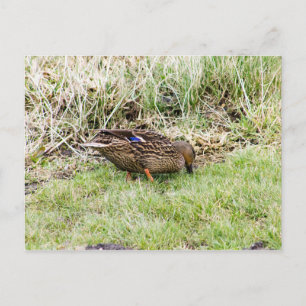 Carte Postale Femme Mallard