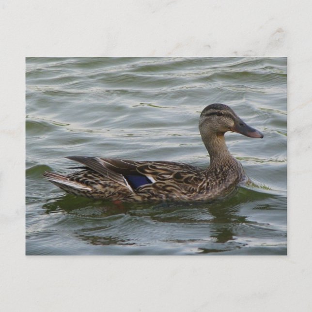 Carte Postale Femme Mallard Duck (Devant)