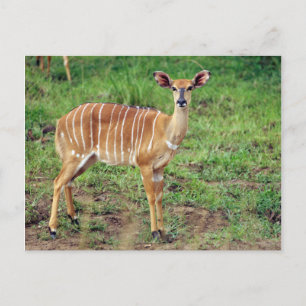 Carte Postale Femme Nyala, Hluhluwe-Umfolozi Game Reserve