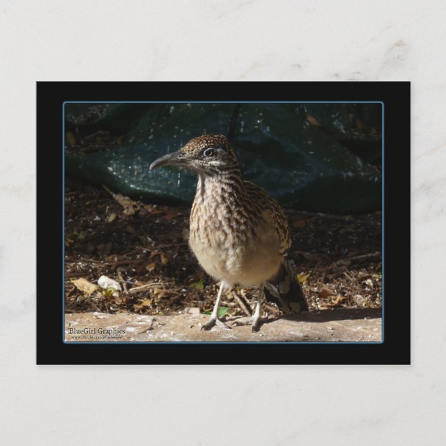 Carte postale Femme Roadrunner (Devant)