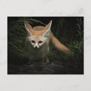 Carte Postale Fennec Fox