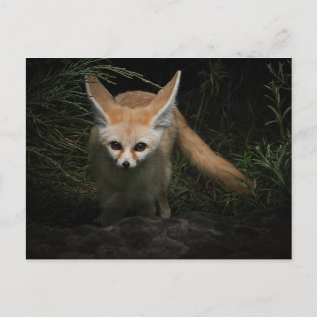 Carte Postale Fennec Fox (Devant)