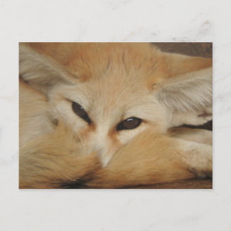 Carte postale Fennec Fox