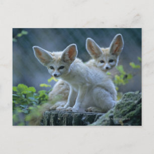 Carte Postale Fennec Foxes