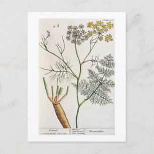 Carte Postale Fennel, assiette 288 de 'A Curious Herbal', publie