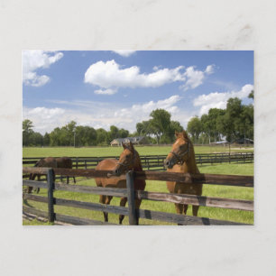 Carte Postale Ferme à cheval Thoroughbred dans le comté de Mario