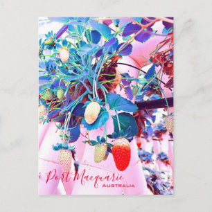 Carte Postale Ferme de fraises Port Macquarie Australie