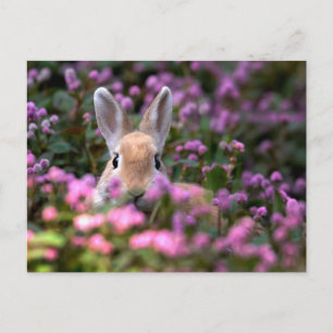 Carte Postale Ferme de lapins
