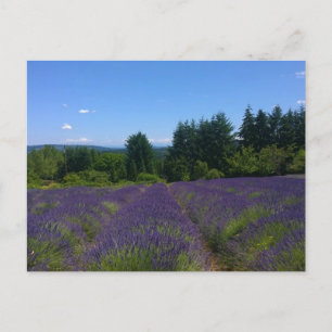 Carte Postale Ferme de Lavender