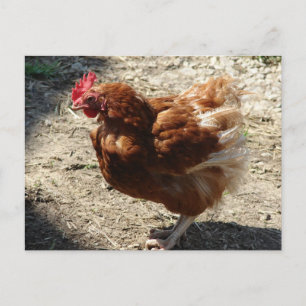 Carte Postale Ferme d'usine Hen