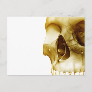 Carte Postale Fermer la vue frontale du cerveau à l'intérieur du