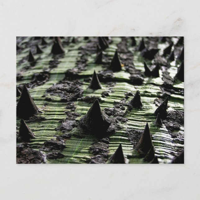 Carte Postale Fermer Spiky Kapok Tree Trunk : Funchal Madeira (Devant)