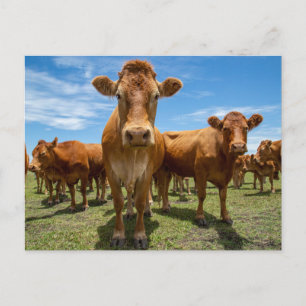 Carte Postale Fermes   Groupe Brown Cow