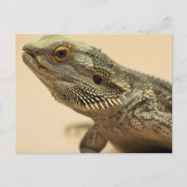Carte Postale Fermeture centrale de Lizard (Devant)