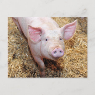 Carte Postale Fermeture de porc