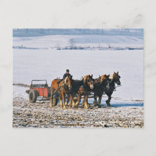 Carte Postale Fermier Amish Sur Spreader-Postcard-2