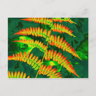 Carte Postale Fern