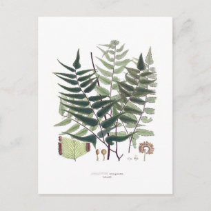 Carte Postale Fern