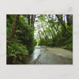 Carte Postale Fern Canyon II au parc national Redwood