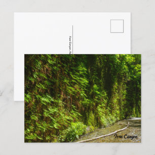 Carte Postale Fern Canyon Redwood National Park Californie