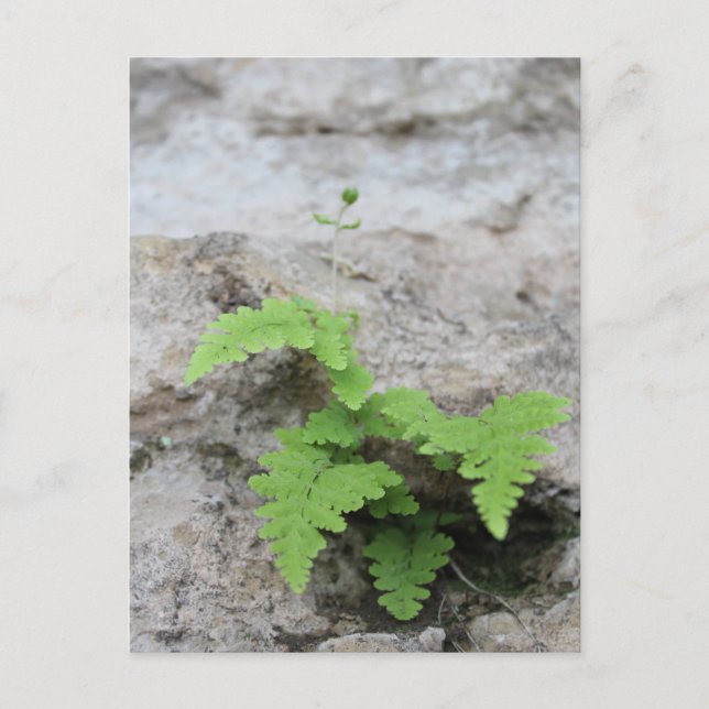Carte postale Fern déterminée (Devant)