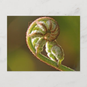 Carte Postale Fern Fiddlehead