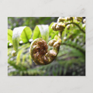 Carte Postale Fern Frond