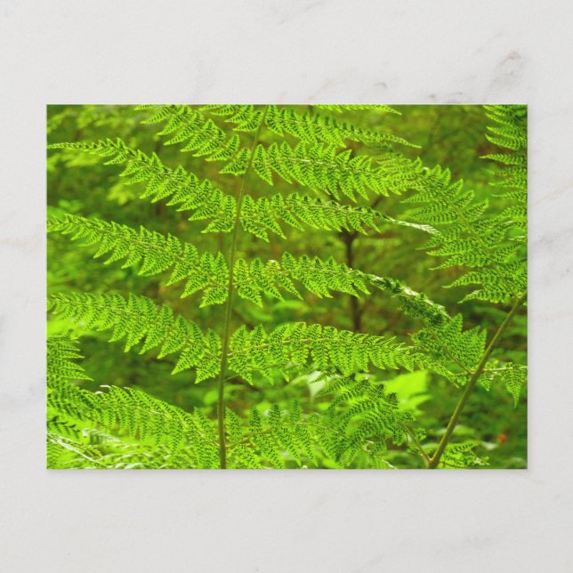 Carte Postale Fern Fronds III Nature verte Botanique (Devant)