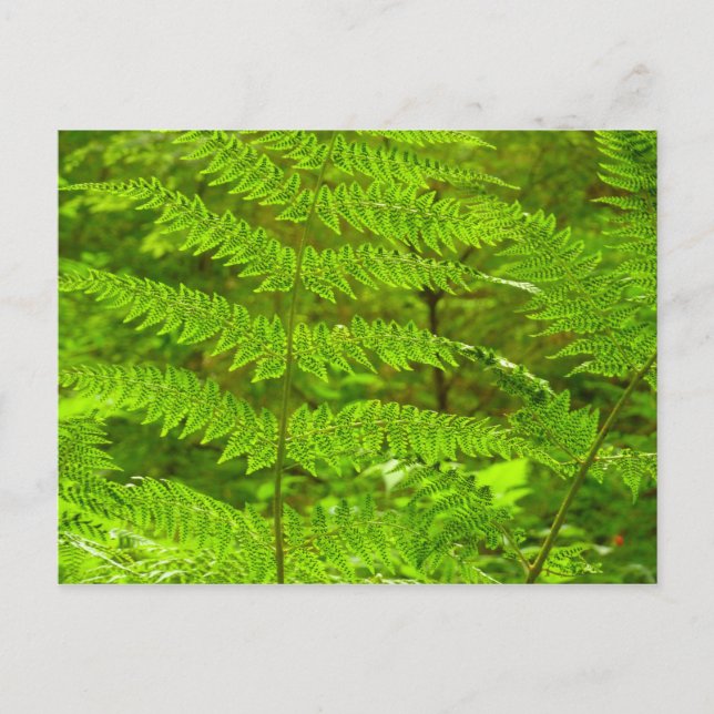 Carte Postale Fern Fronds III Nature verte Botanique (Devant)