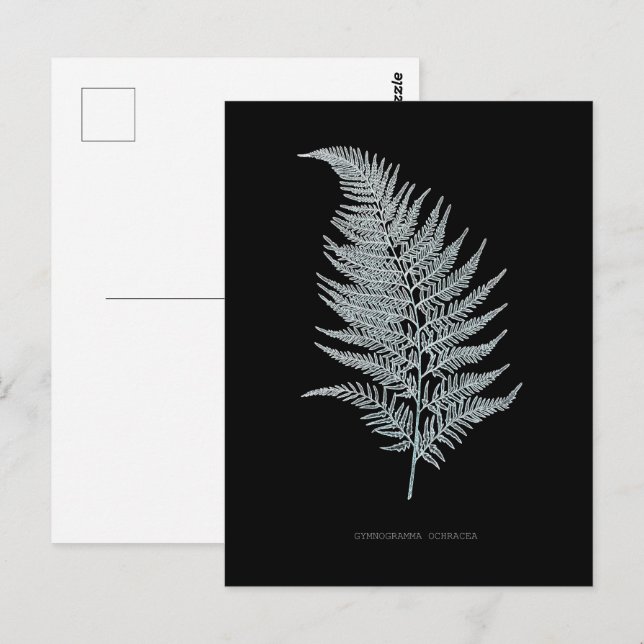 Carte Postale Fern - Gymnogramma Ochracea - Effet rayons X - 02 (Devant / Derrière)