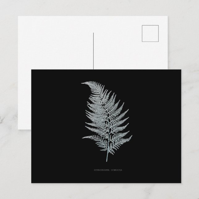Carte Postale Fern - Gymnogramma Ochracea - Effet rayons X - 02 (Devant / Derrière)